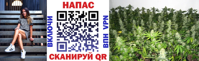 Купить где  Дербент  Бошки марихуана Bruce Banner 